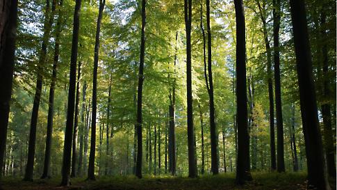 wat houd duurzaamheid in